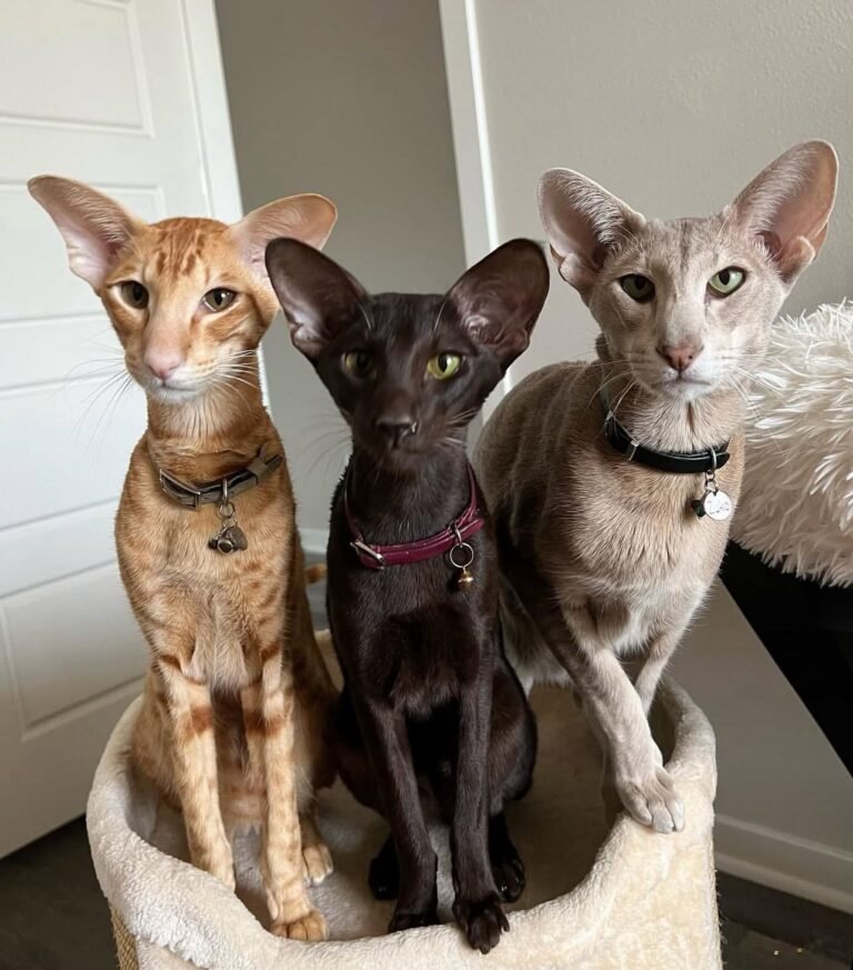 WhatsApp-Image-2025-07-09-at-21.06.07_e8898372